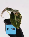 Alocasia reginula 'Black Velvet variegata'
