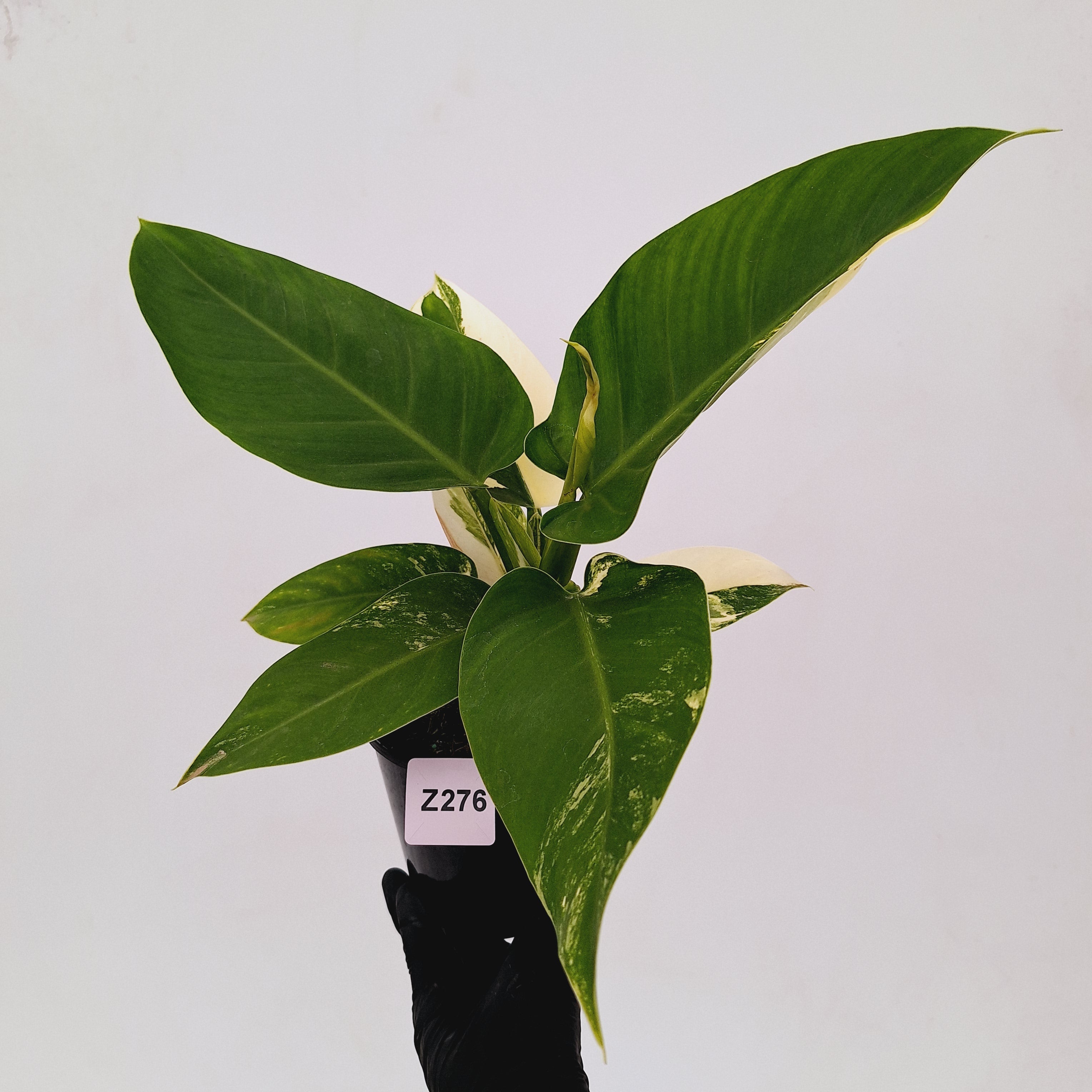 Philodendron imperial green variegata