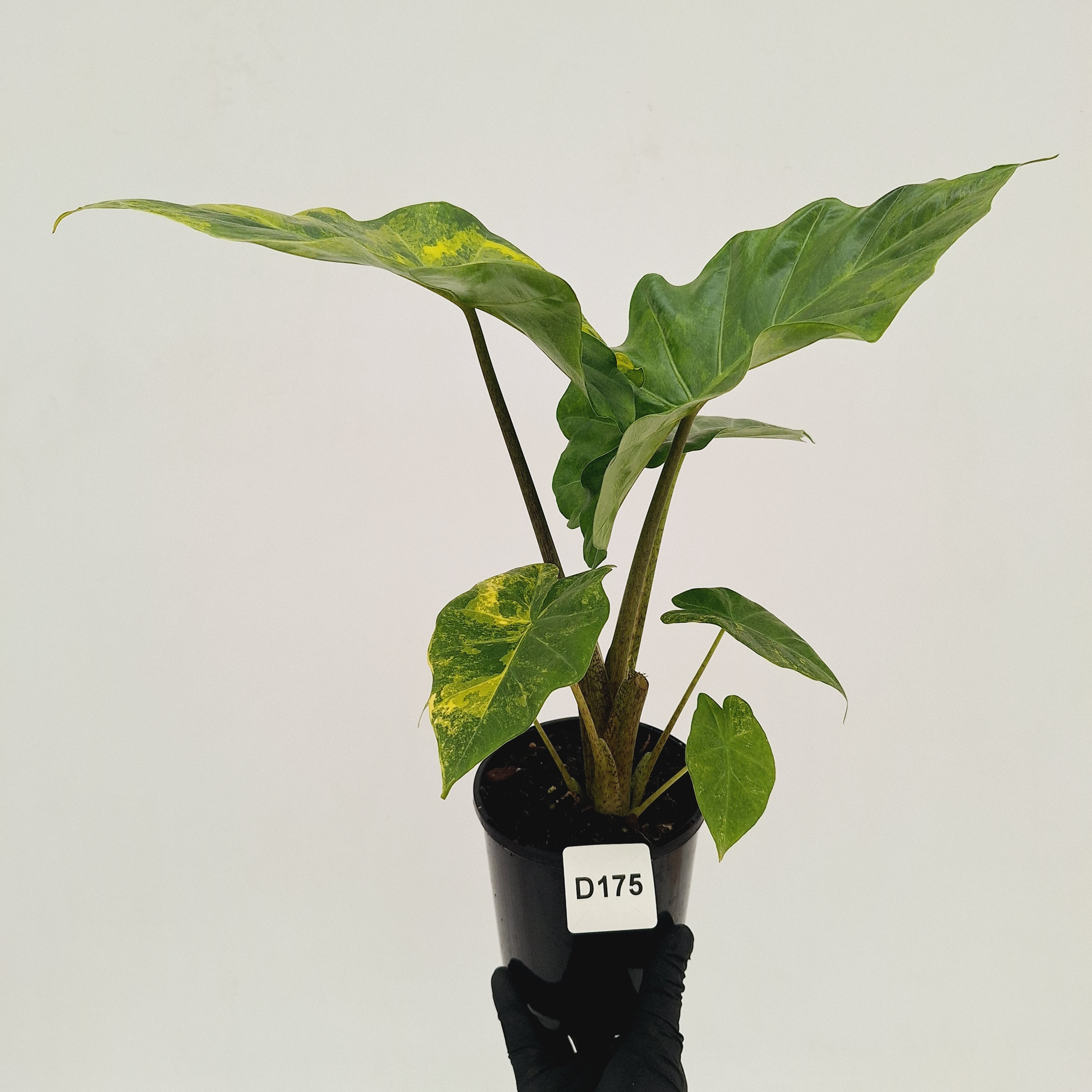 Alocasia Portora Variegata - SALE