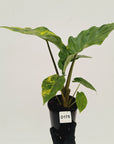 Alocasia Portora Variegata - SALE
