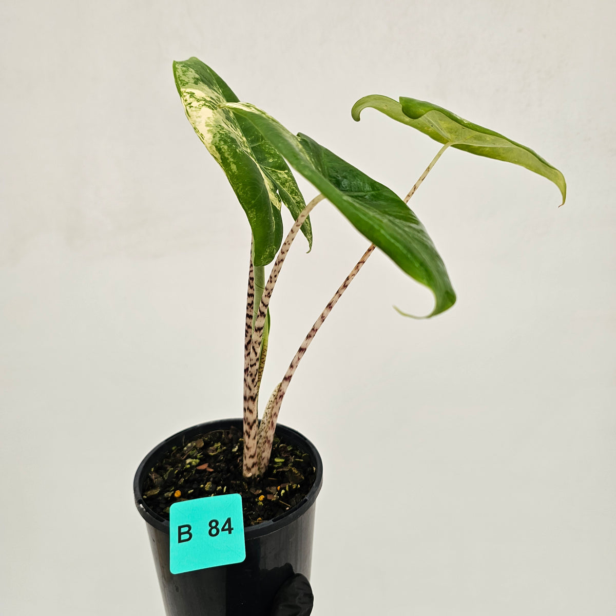 Alocasia zebrina variegata