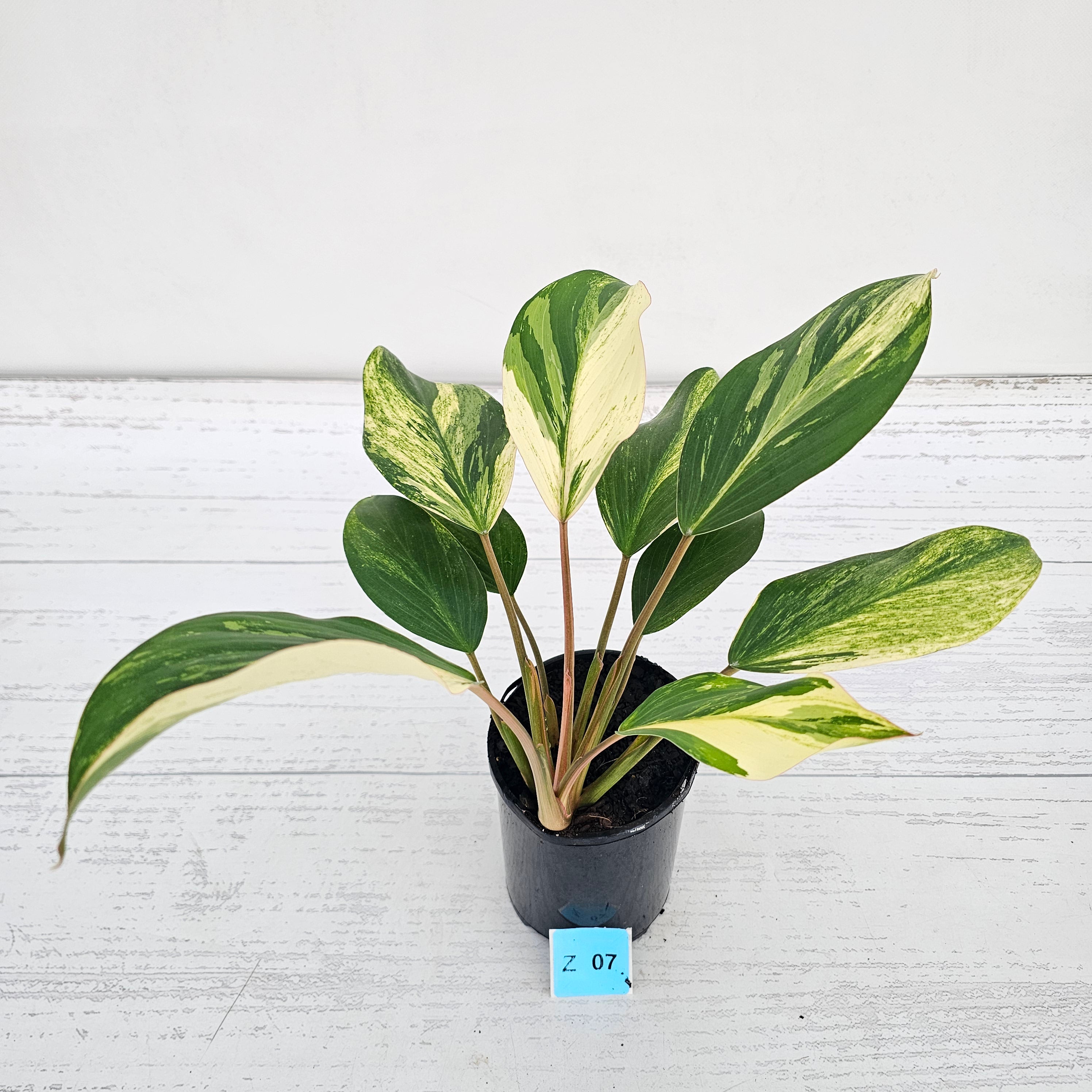 Homalomena Tropical Green Variegata -sale