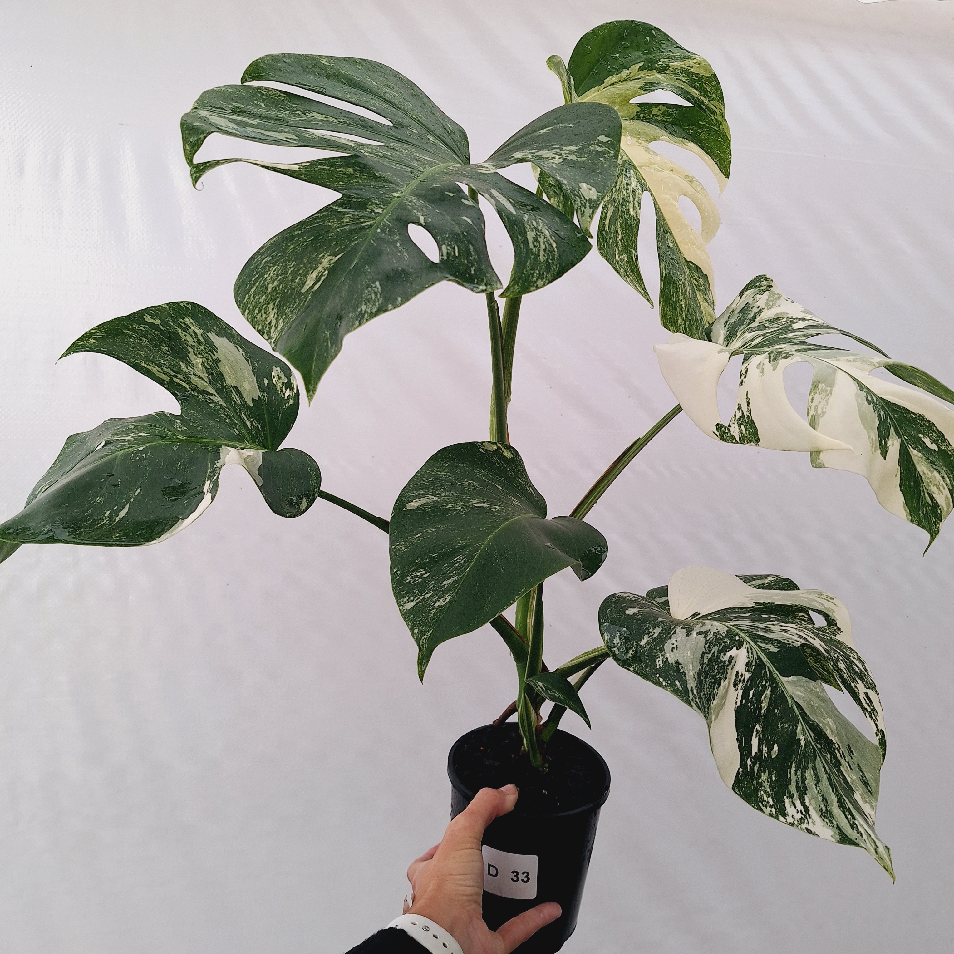 Monstera borsigiana 'Albo'