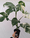 Monstera borsigiana 'Albo'