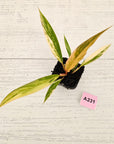 Philodendron serratum 'Caramel Marble' -flash sale
