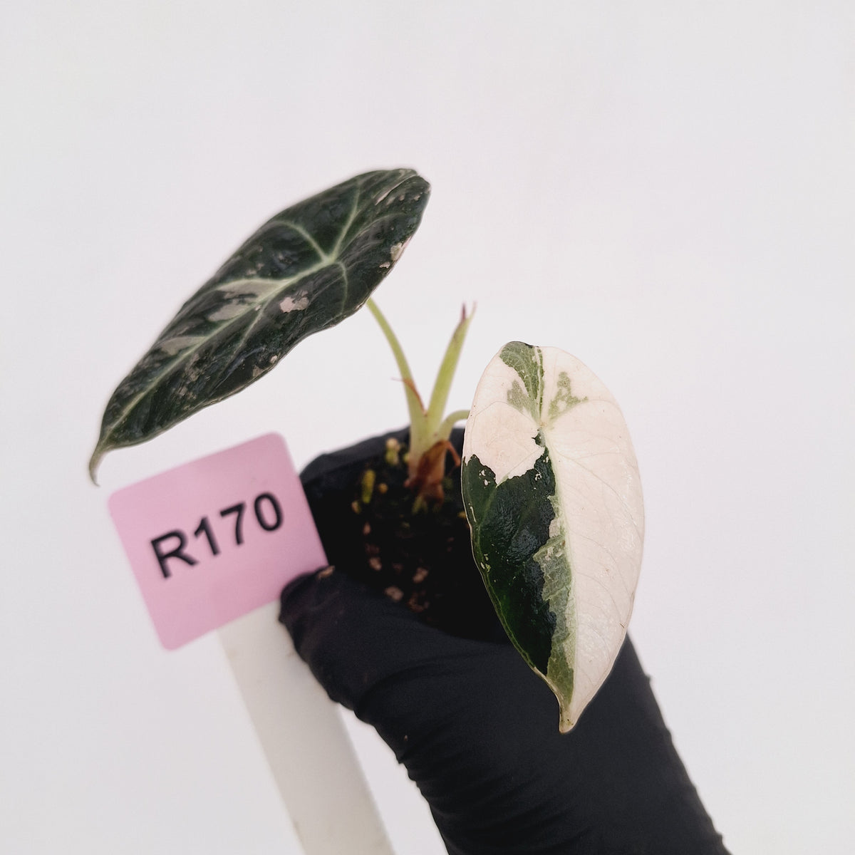 Alocasia reginula 'Black Velvet variegata' - Bare Bottom Baby