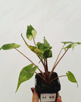 Alocasia macrorrhizos 'Stingray Aurea' Variegata