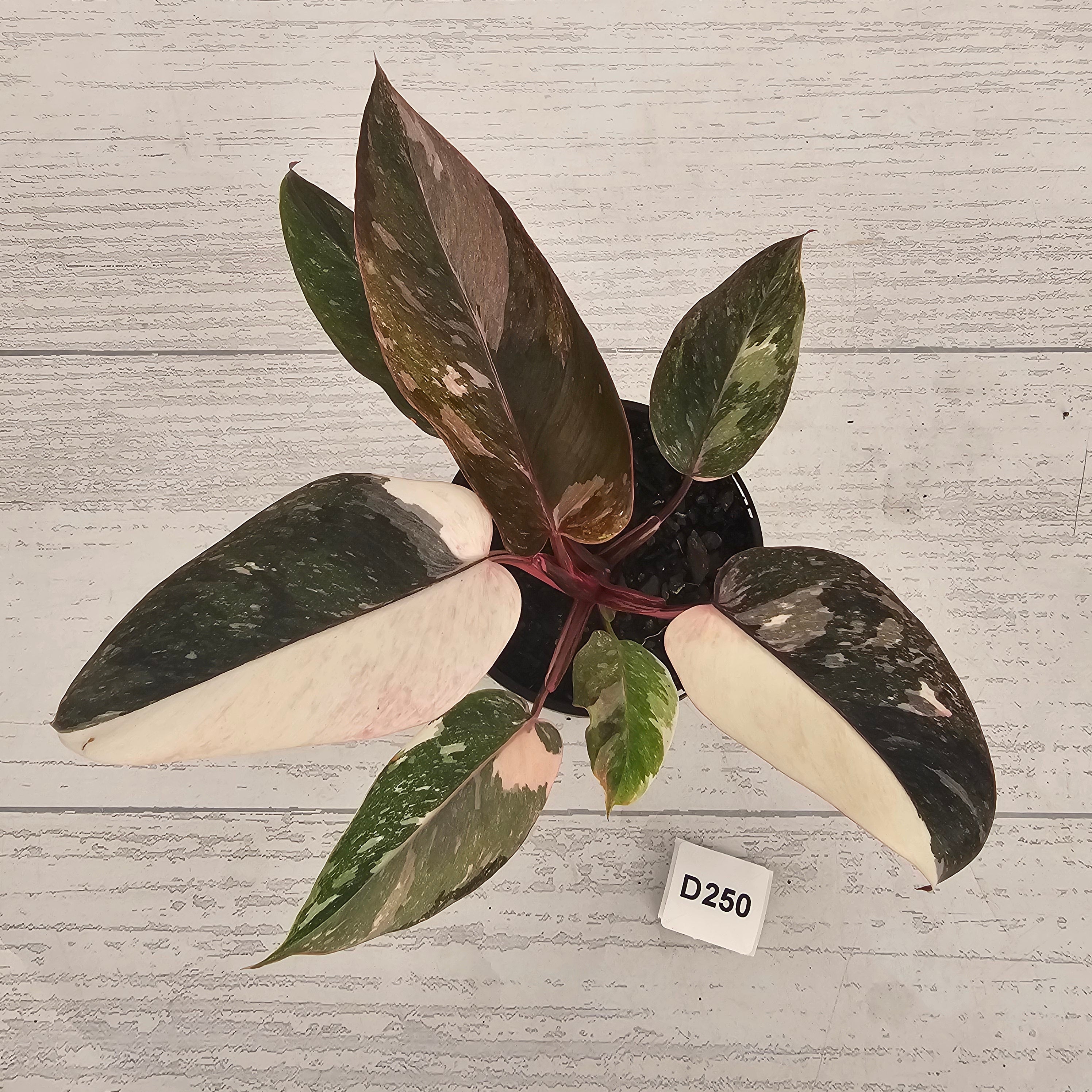 Philodendron 'Pink Princess Galaxy Marble' Sport