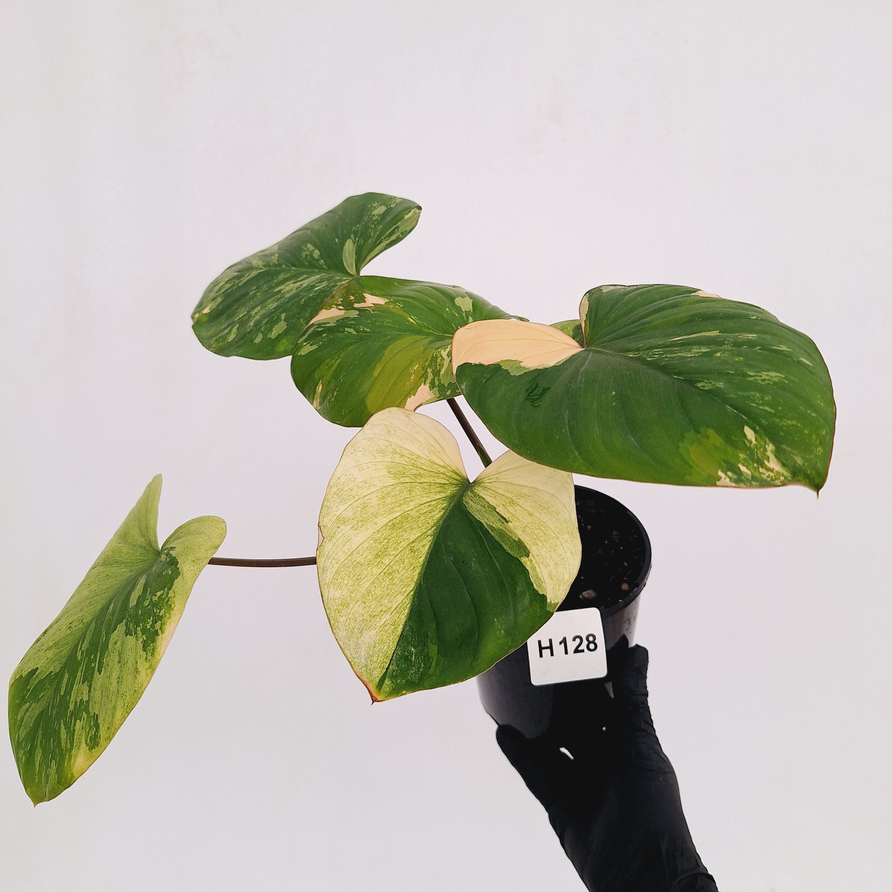 Homalomena rubescens Variegata -
