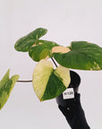 Homalomena rubescens Variegata -