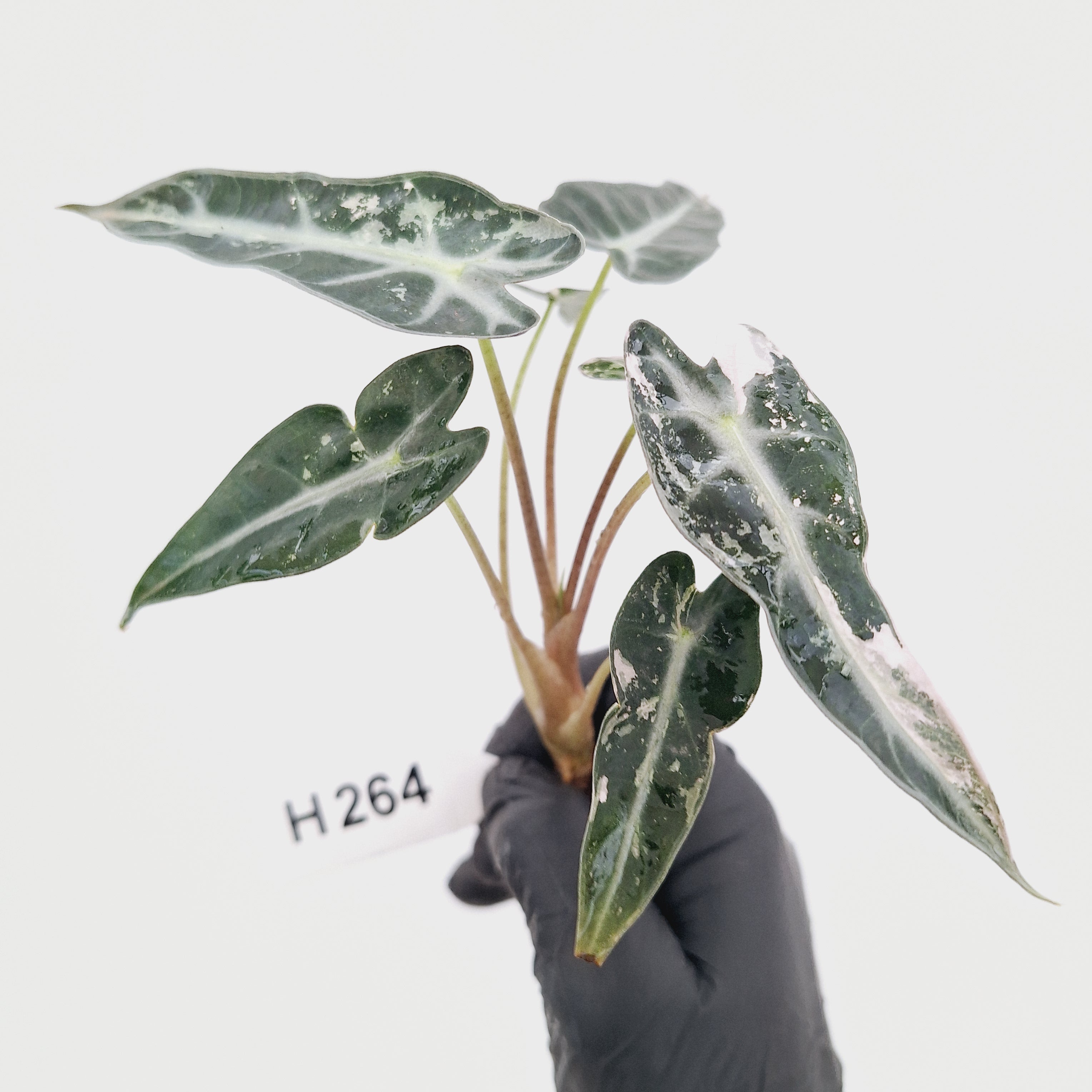Alocasia Amazonica  bambino Variegata - Bare Bottom Baby - SALE