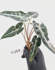 Alocasia Amazonica  bambino Variegata - Bare Bottom Baby - SALE