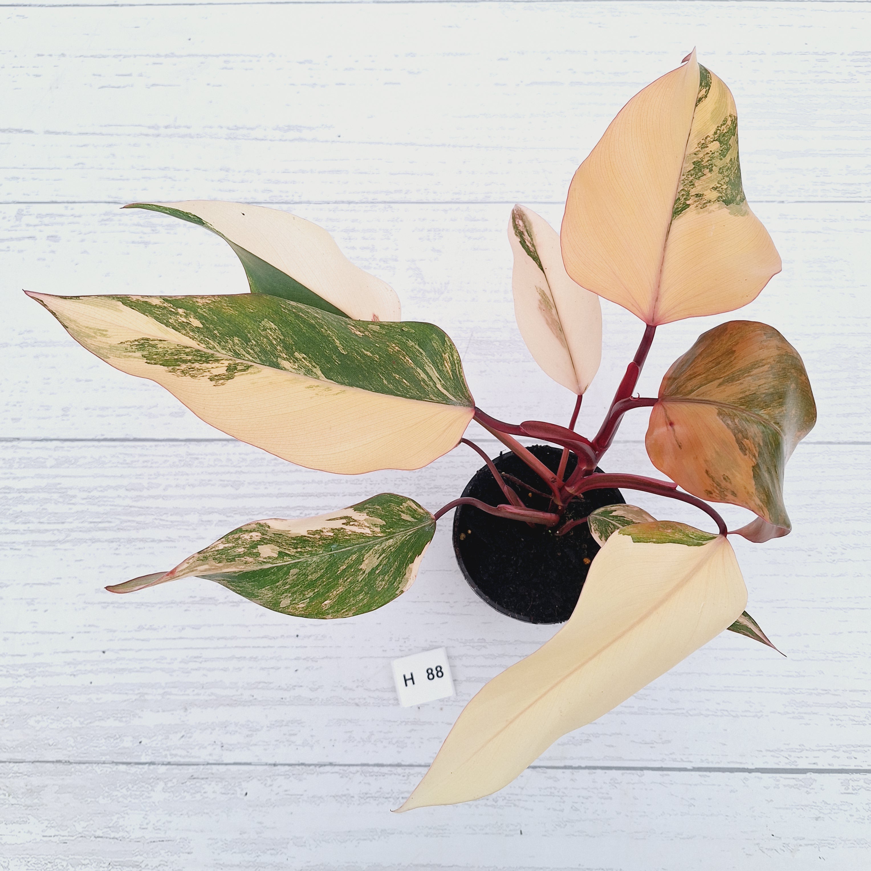 Philodendron erubescens Strawberry Shake - SALE