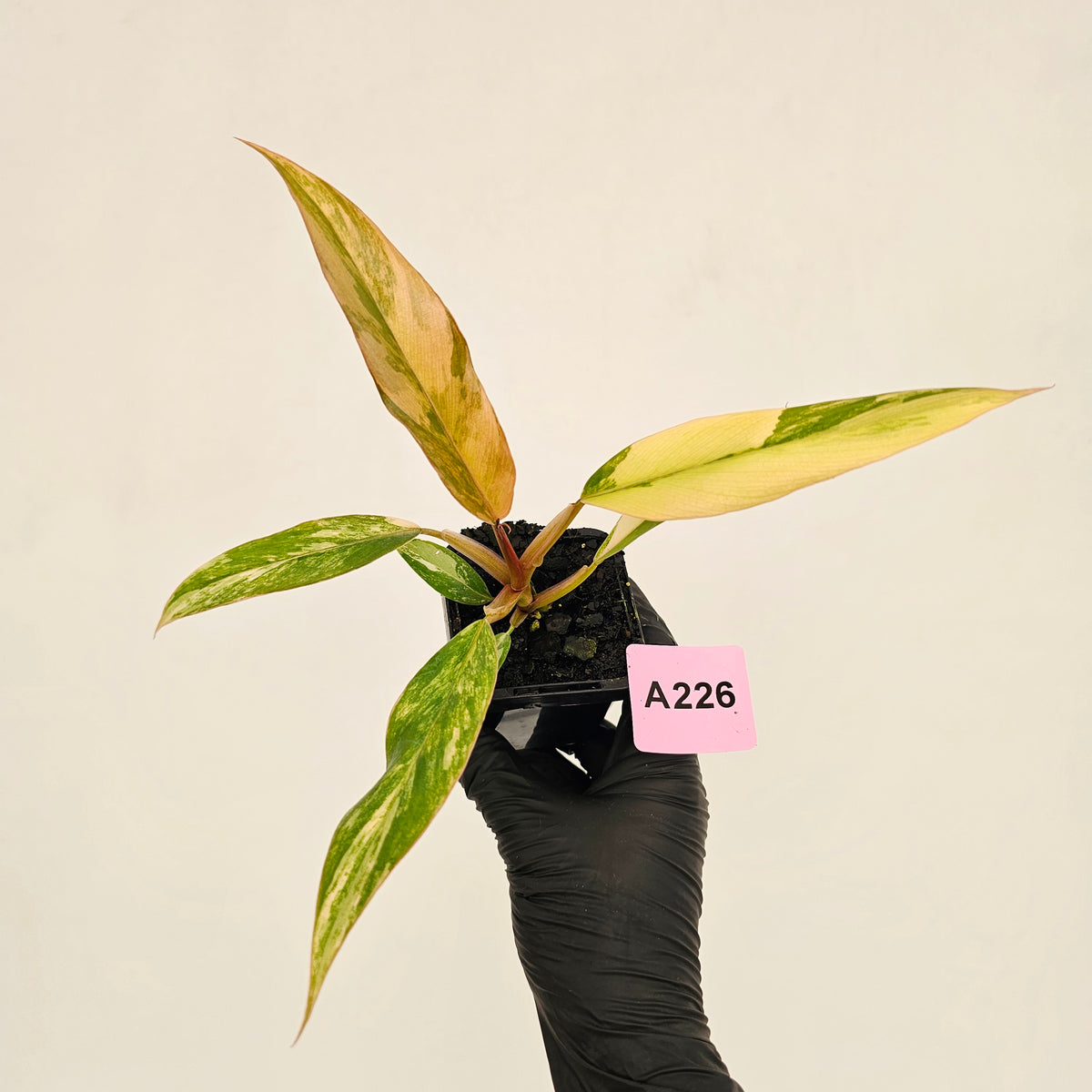 Philodendron serratum 'Caramel Marble' -flash sale