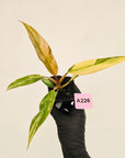Philodendron serratum 'Caramel Marble' -flash sale