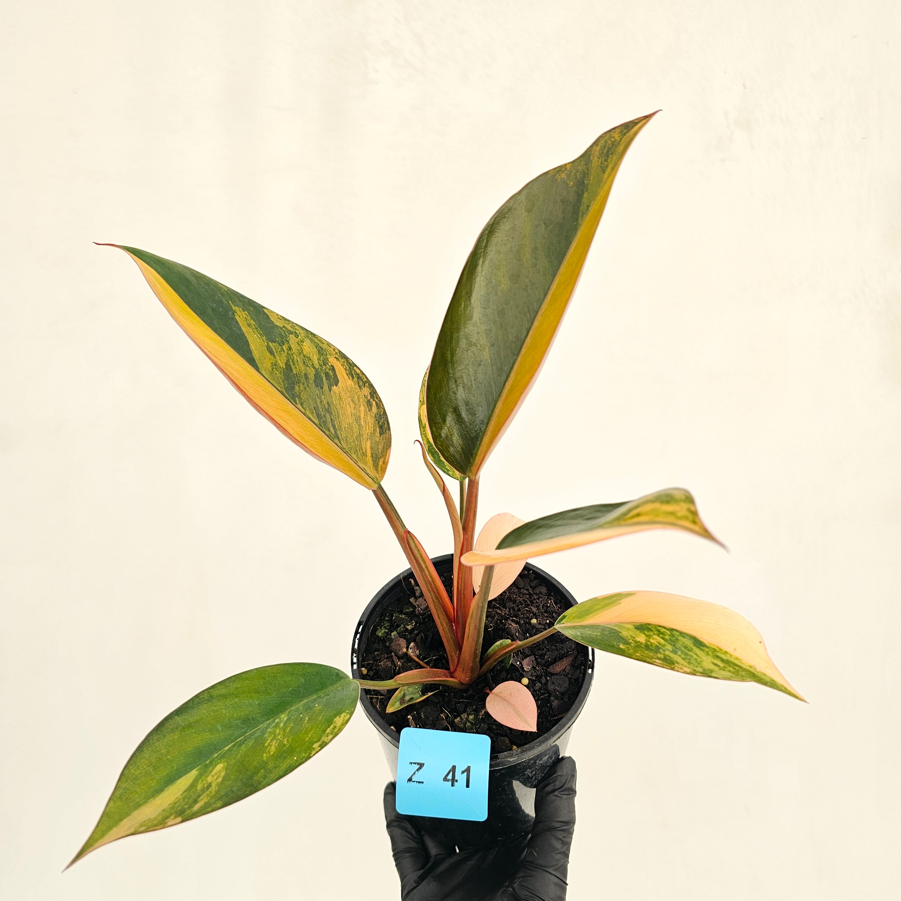 Philodendron 'Rojo Congo Variegated' 125mm