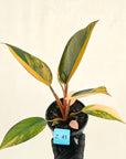 Philodendron 'Rojo Congo Variegated' 125mm
