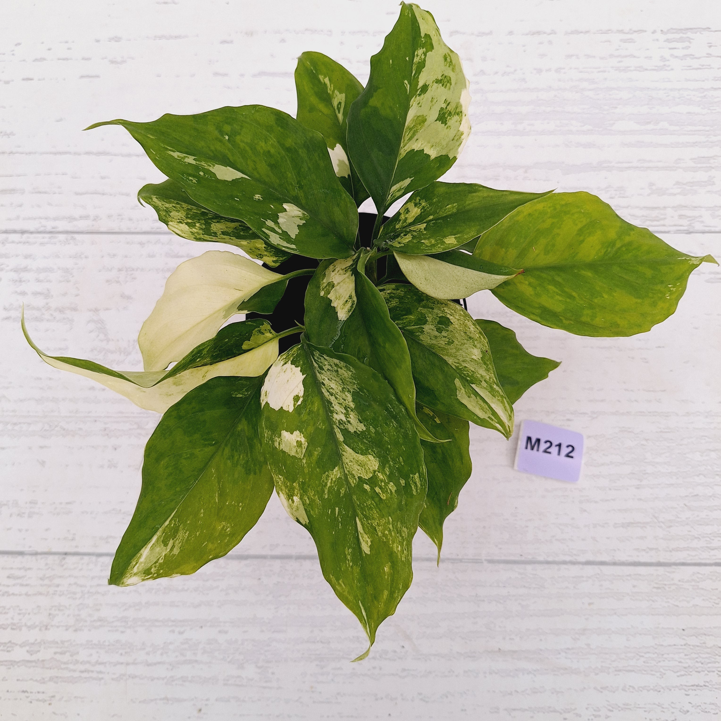 Aglaonema modestum variegata