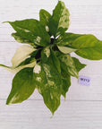 Aglaonema modestum variegata
