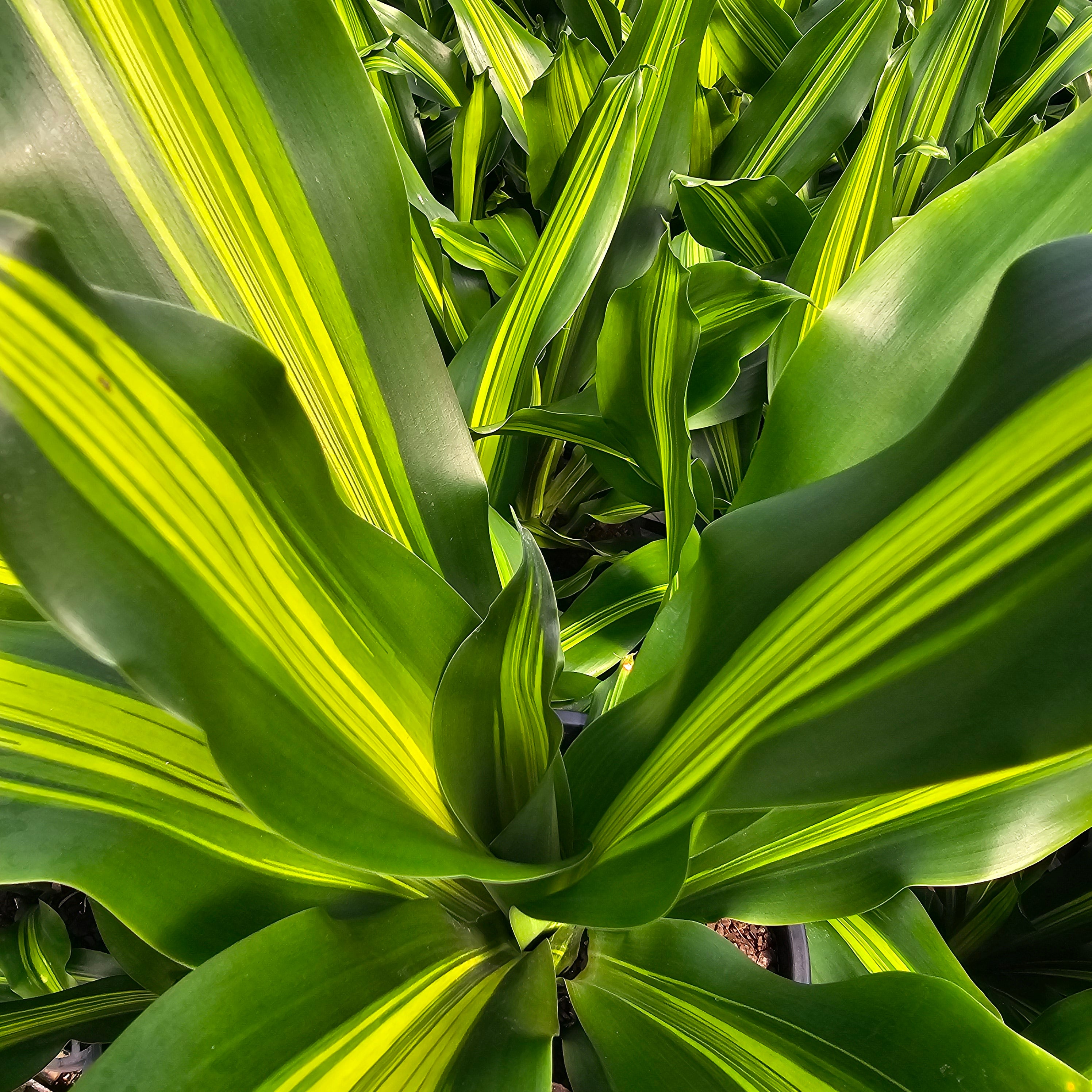 Dracaena fragrans Burley