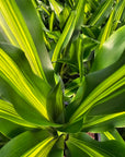 Dracaena fragrans Burley