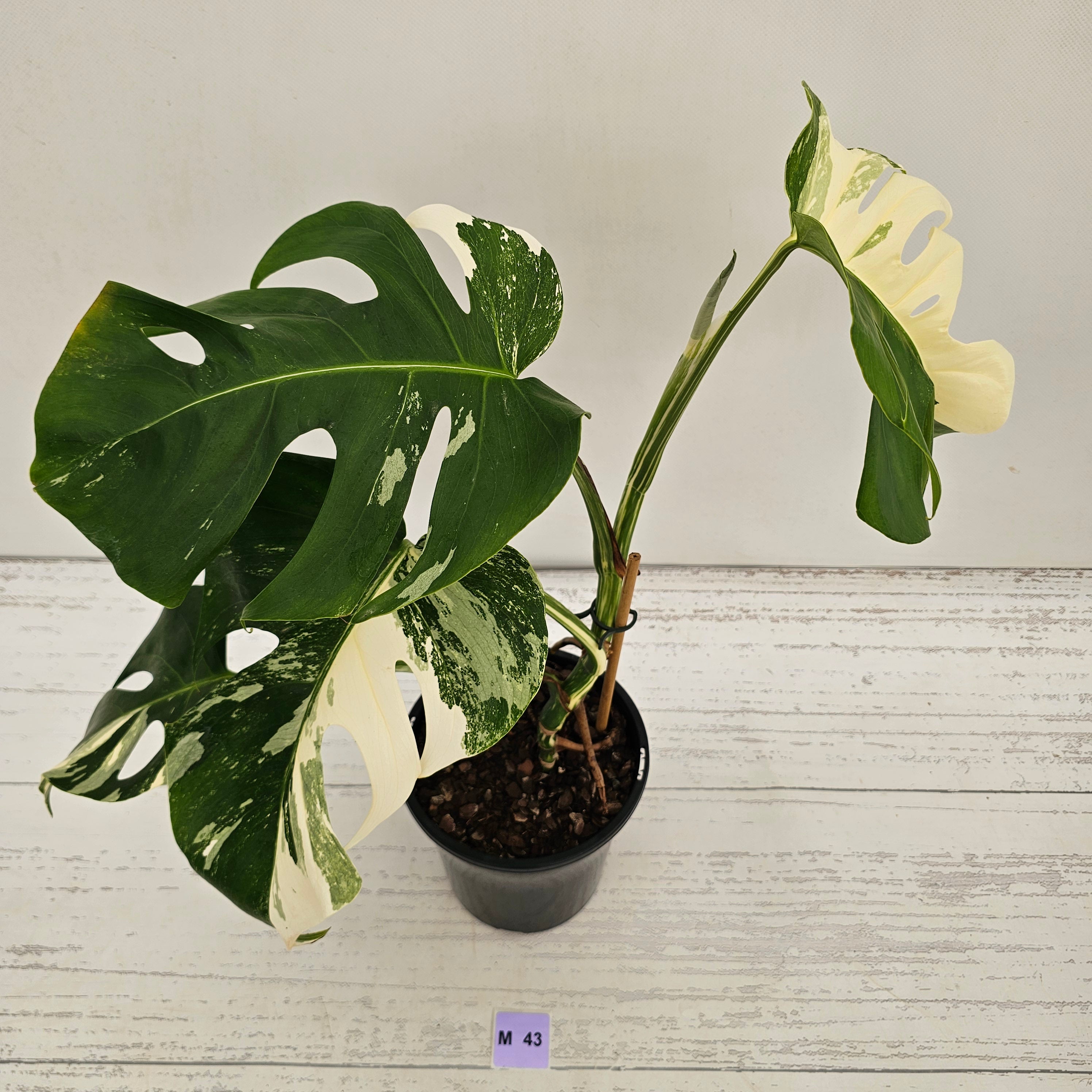 Monstera borsigiana 'Albo'