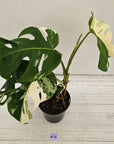 Monstera borsigiana 'Albo'