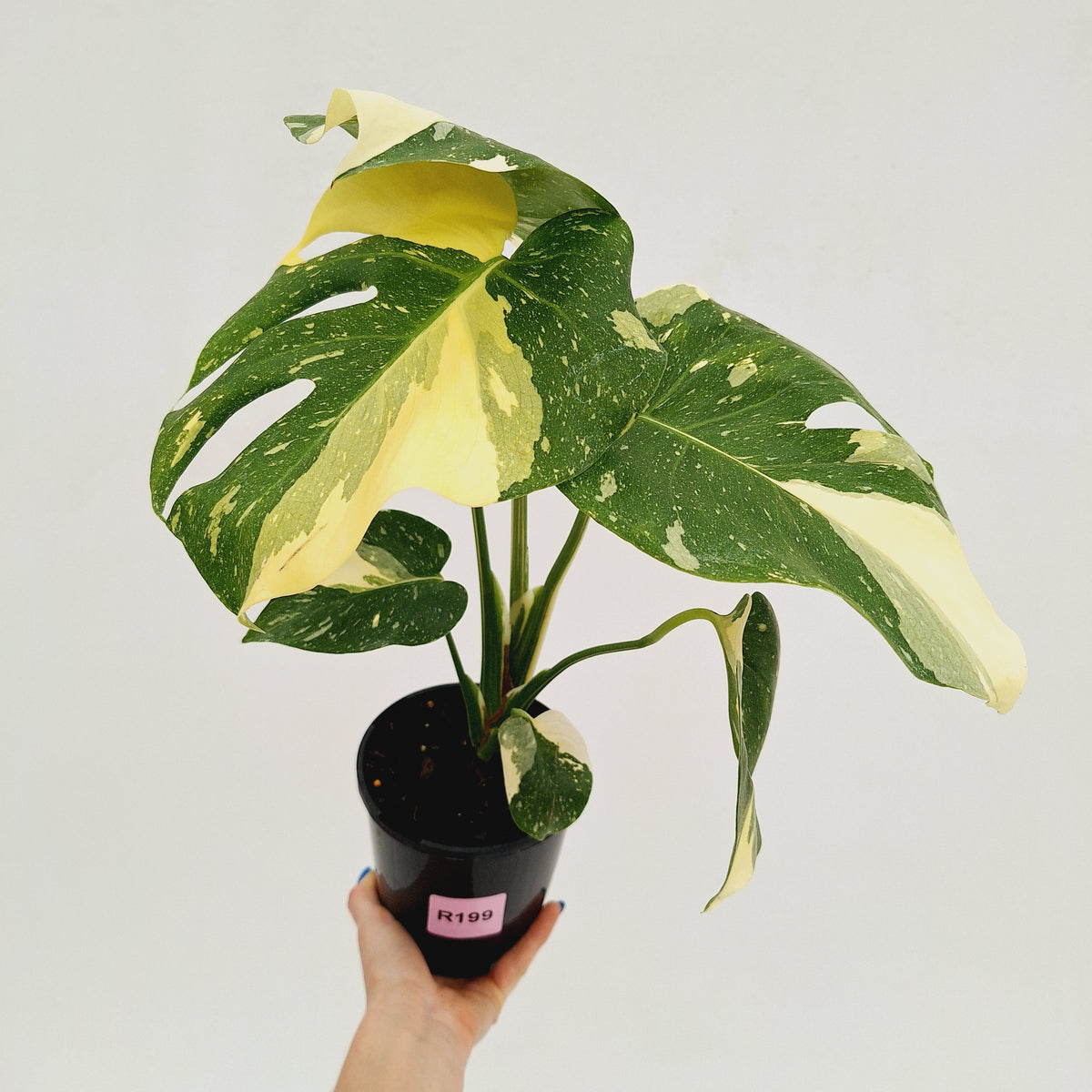 Monstera deliciosa 'Thai Constellation'