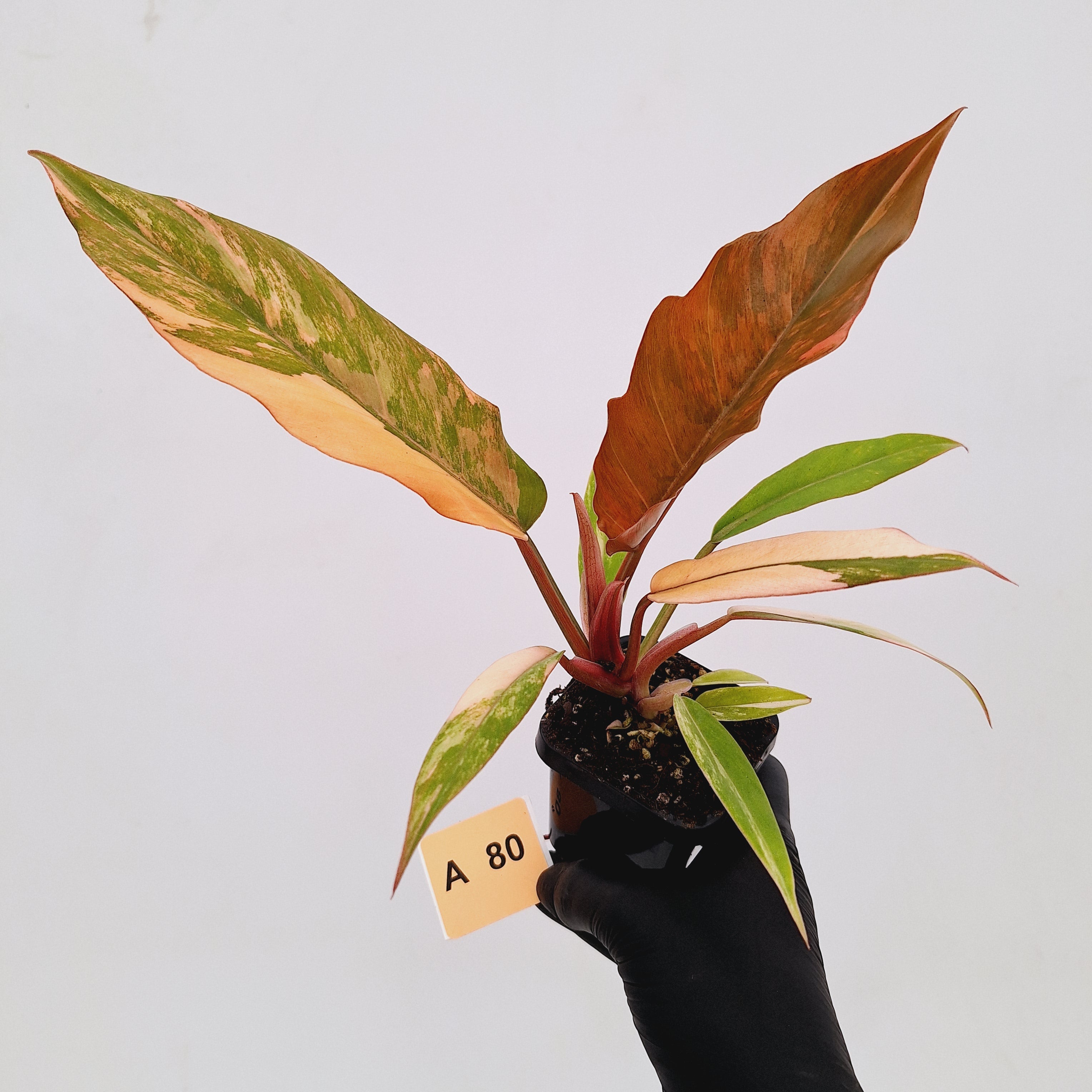 Philodendron serratum Caramel Marble