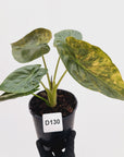 Alocasia ‘wentii’ Variegated
