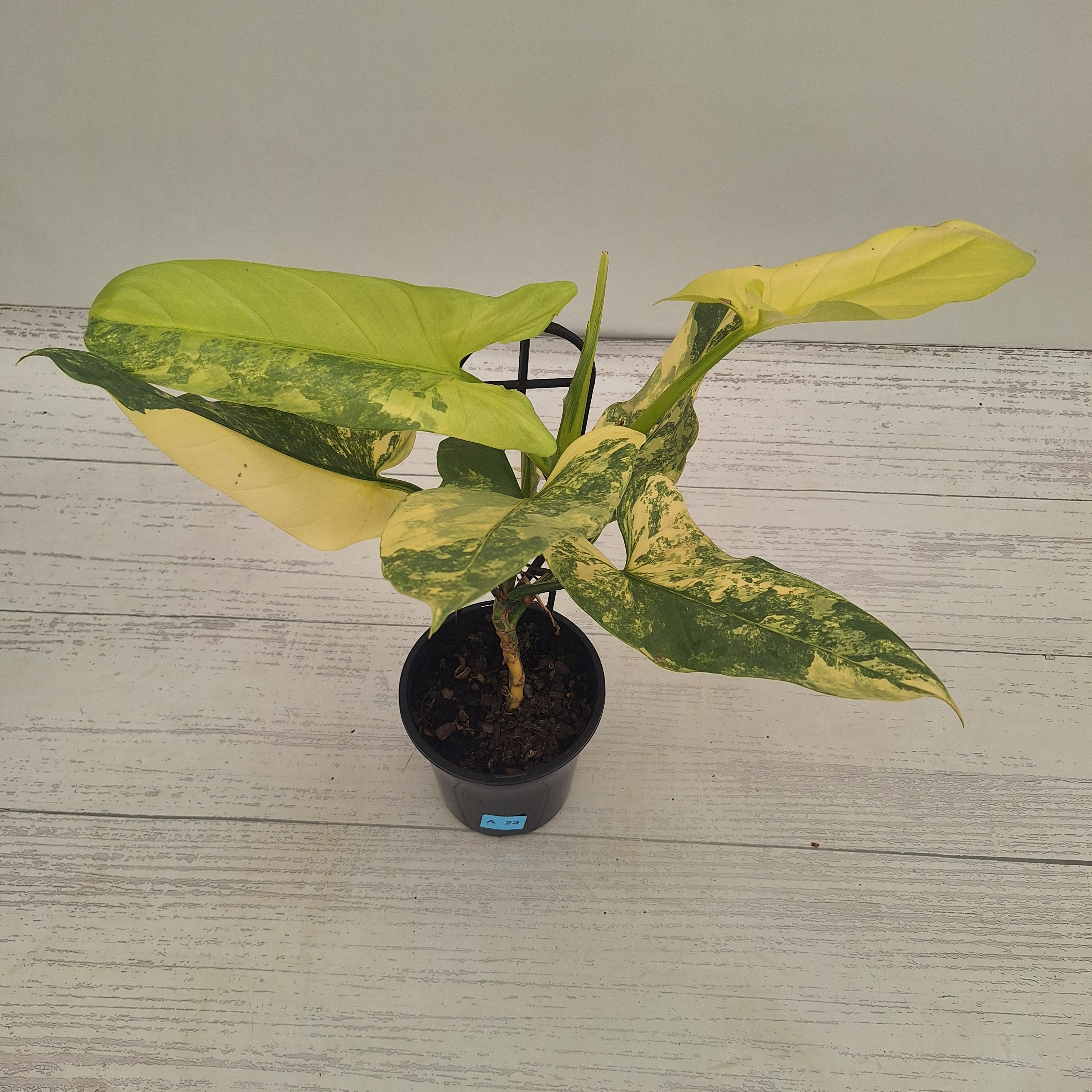 Philodendron Silver Sword Variegata