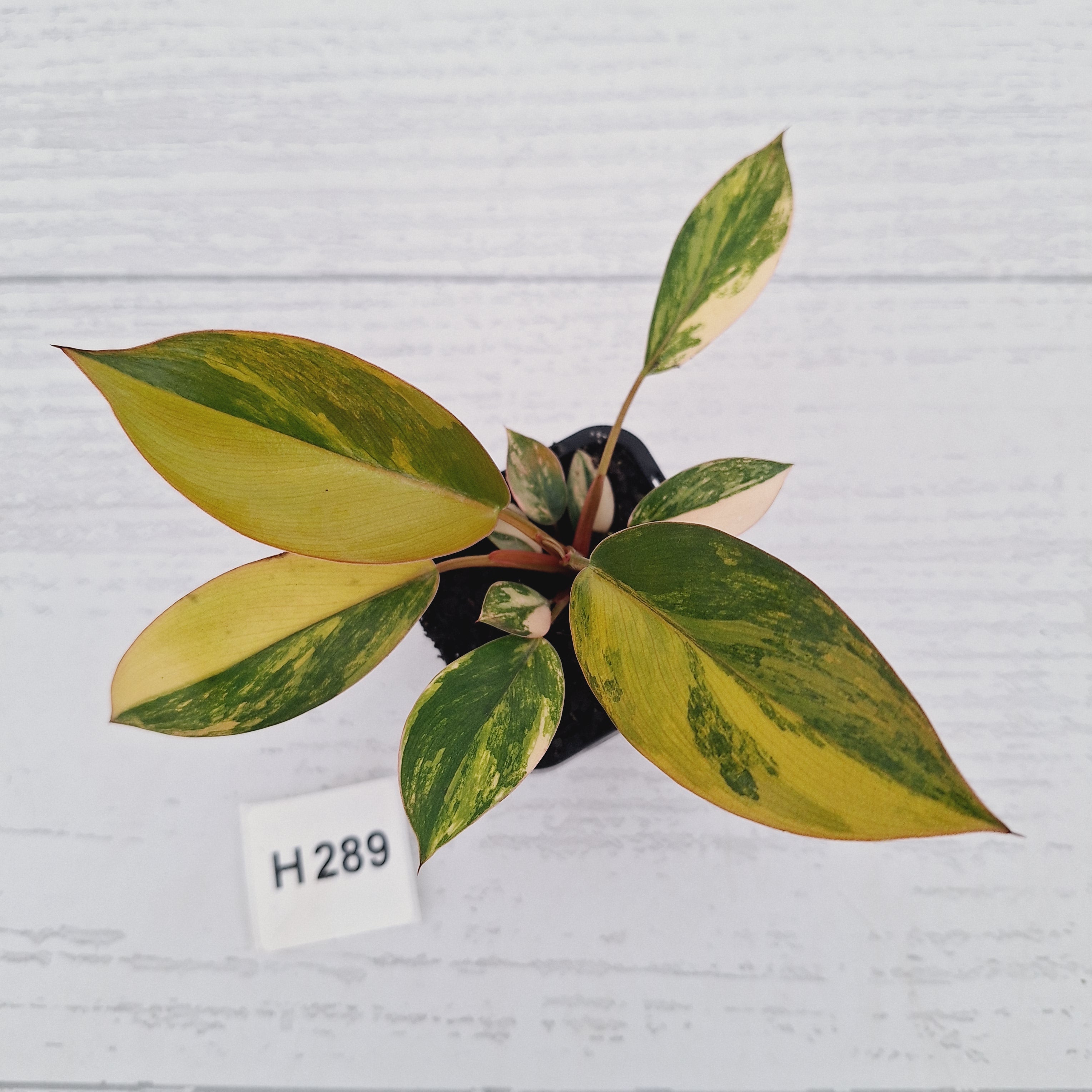 Philodendron 'Rojo Congo Variegated' - SALE