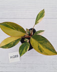 Philodendron 'Rojo Congo Variegated' - SALE