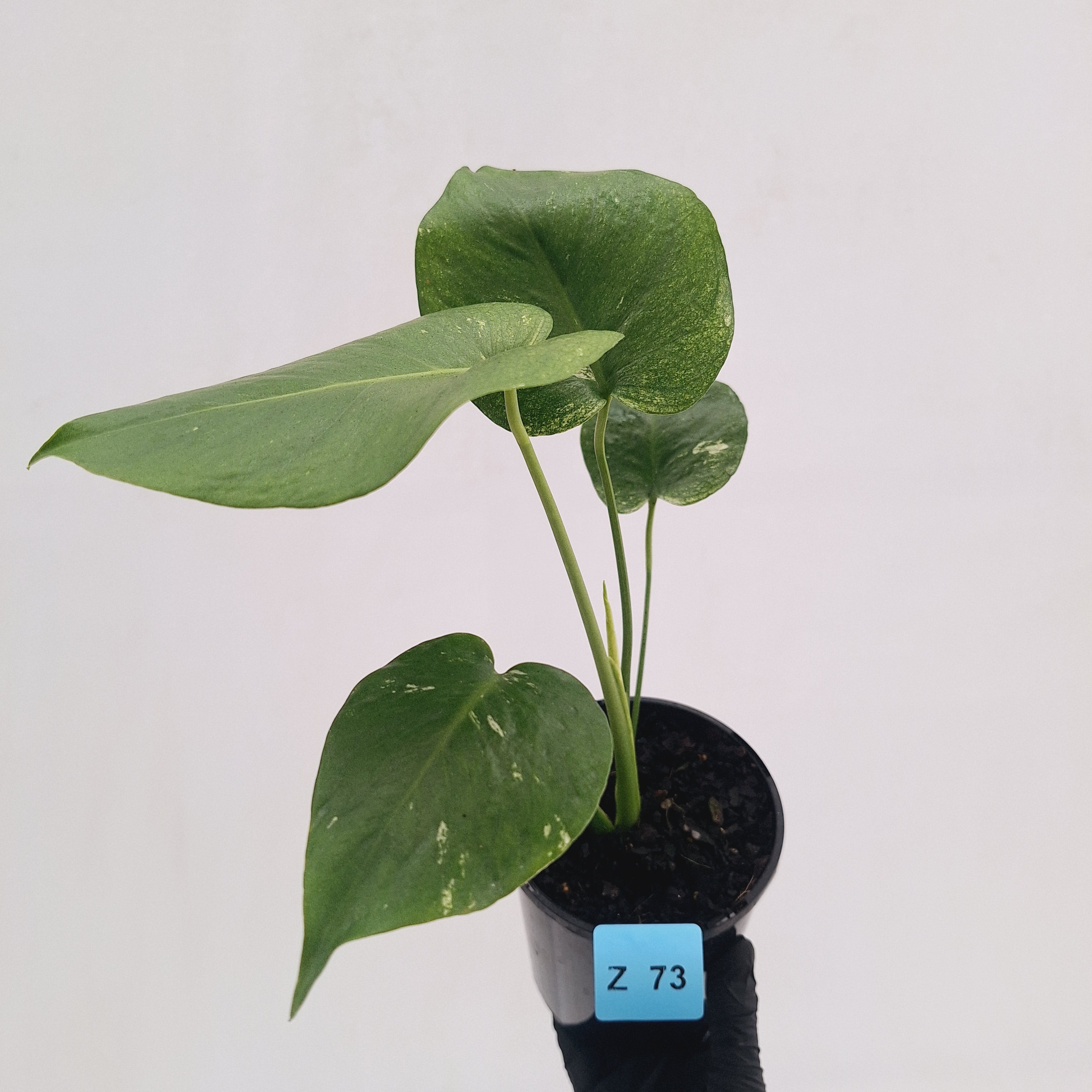Monstera Deliciosa 'Mint'