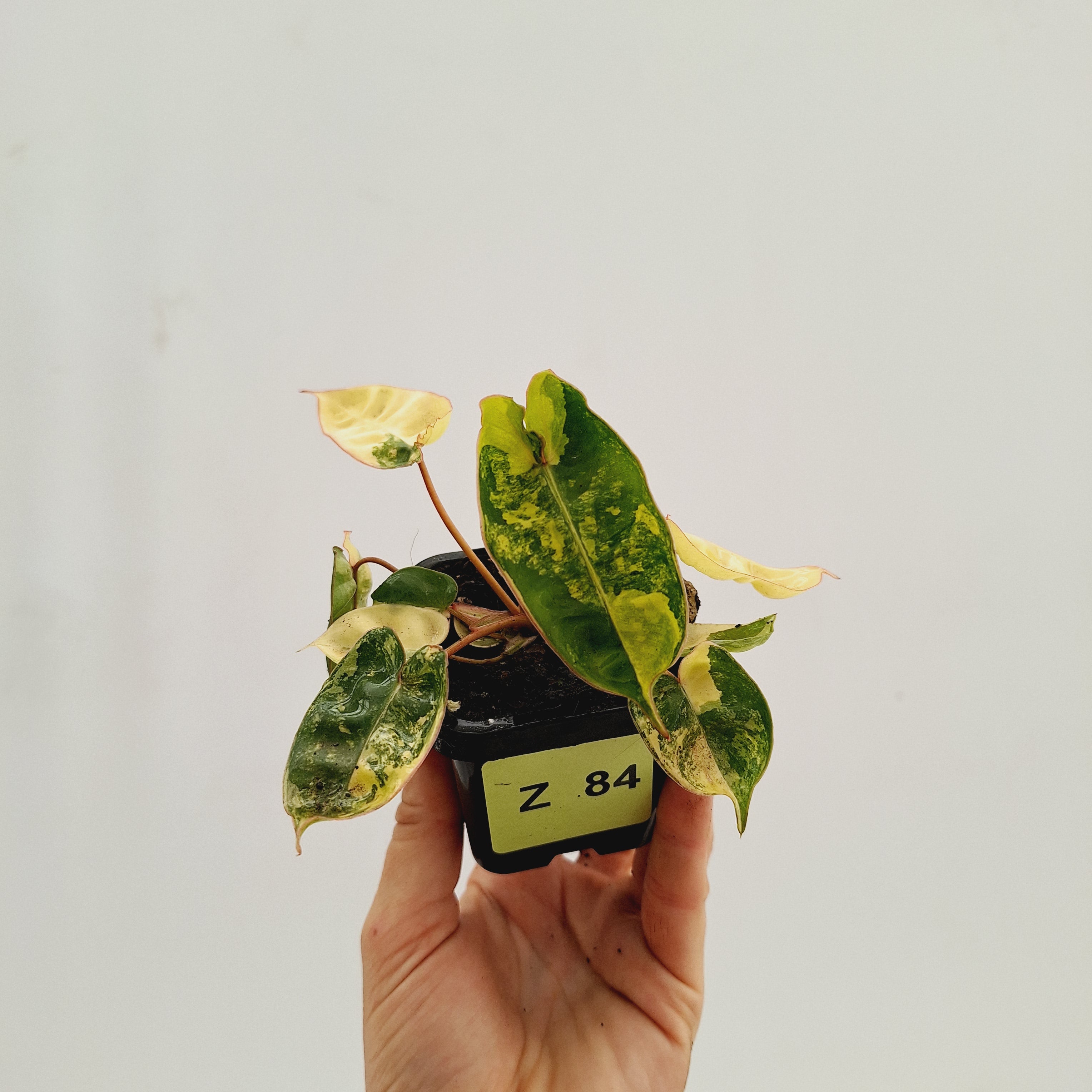 Philodendron billietiae Variegata