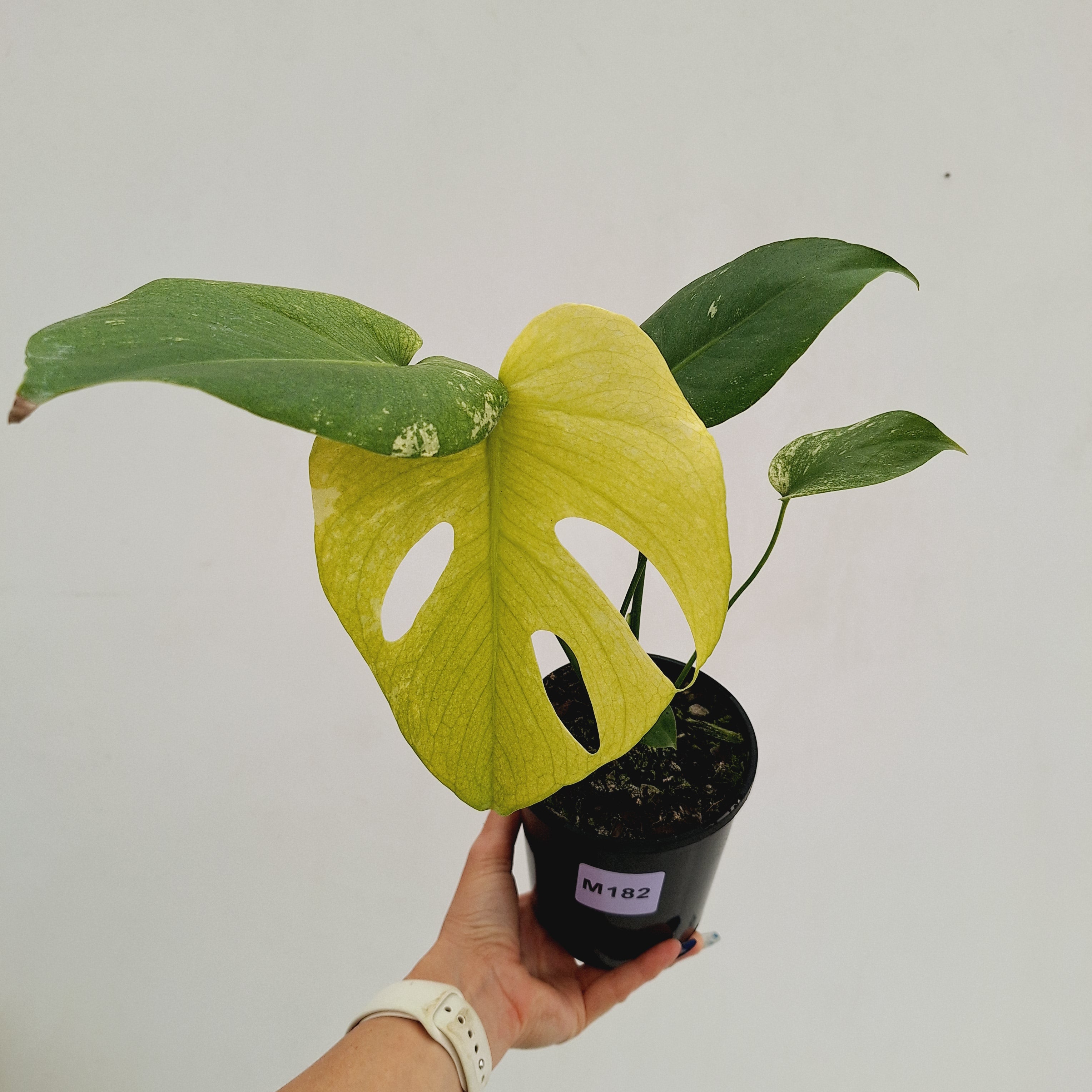 Monstera Deliciosa 'Mint' - SALE