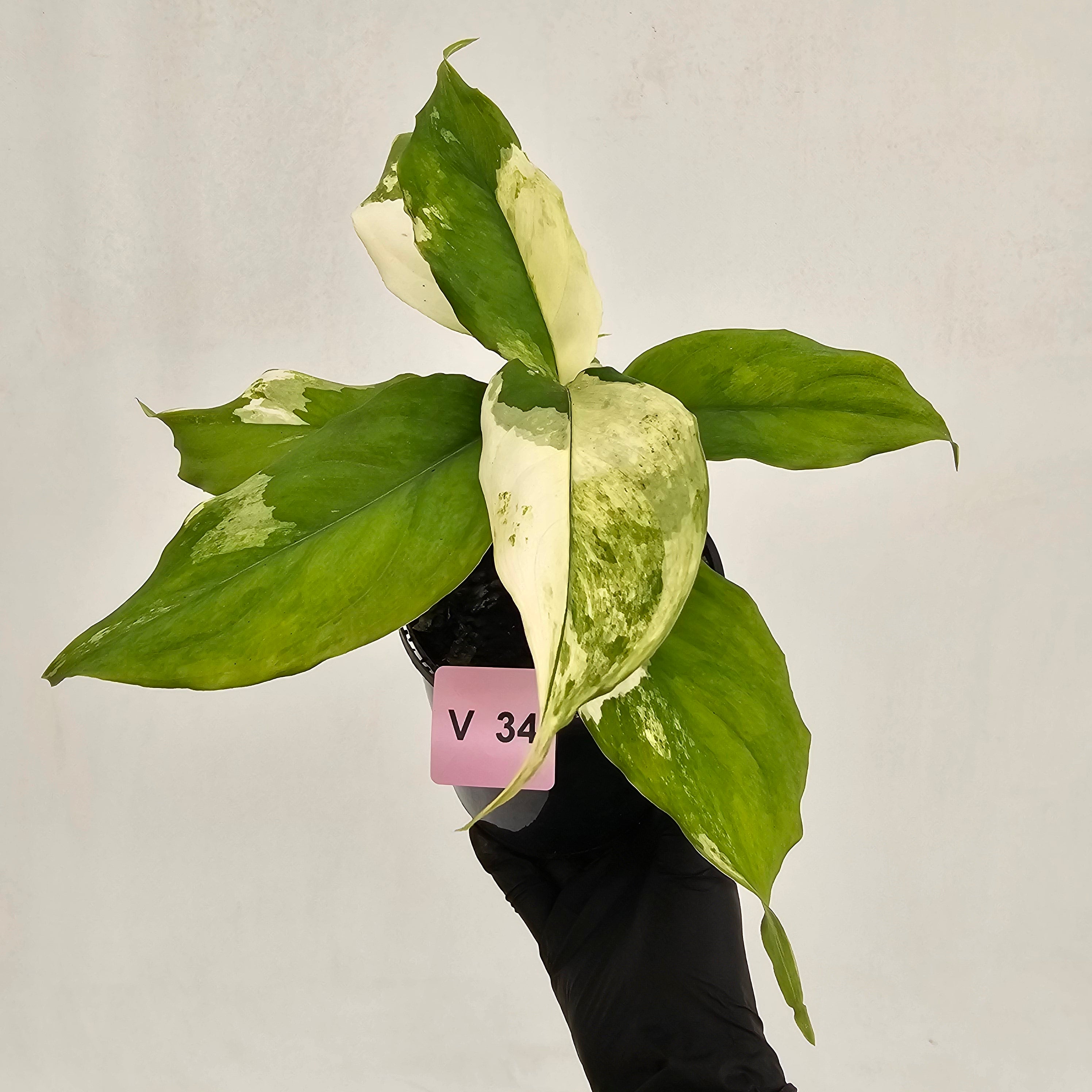 Aglaonema modestum variegata