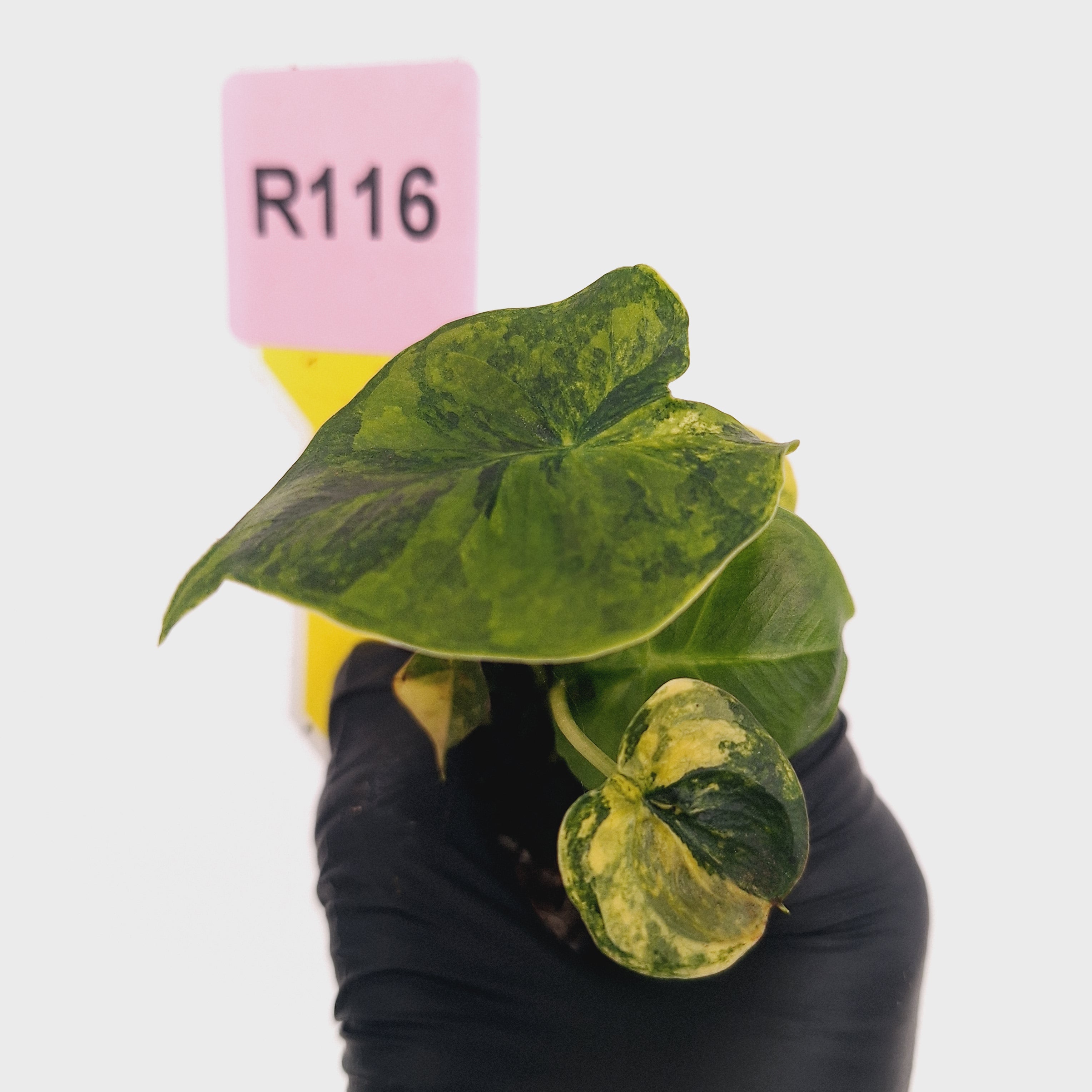 Alocasia Meclizine Aurea Variegata - Bare Bottom Baby
