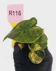 Alocasia Meclizine Aurea Variegata - Bare Bottom Baby