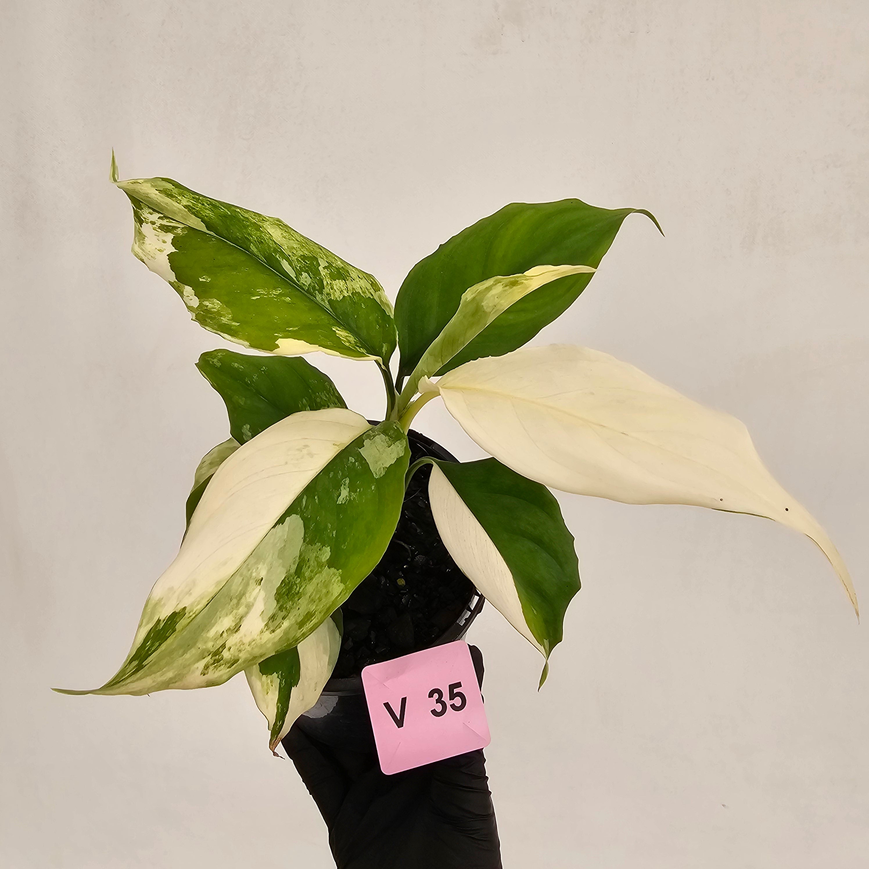 Aglaonema modestum variegata