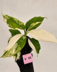 Aglaonema modestum variegata