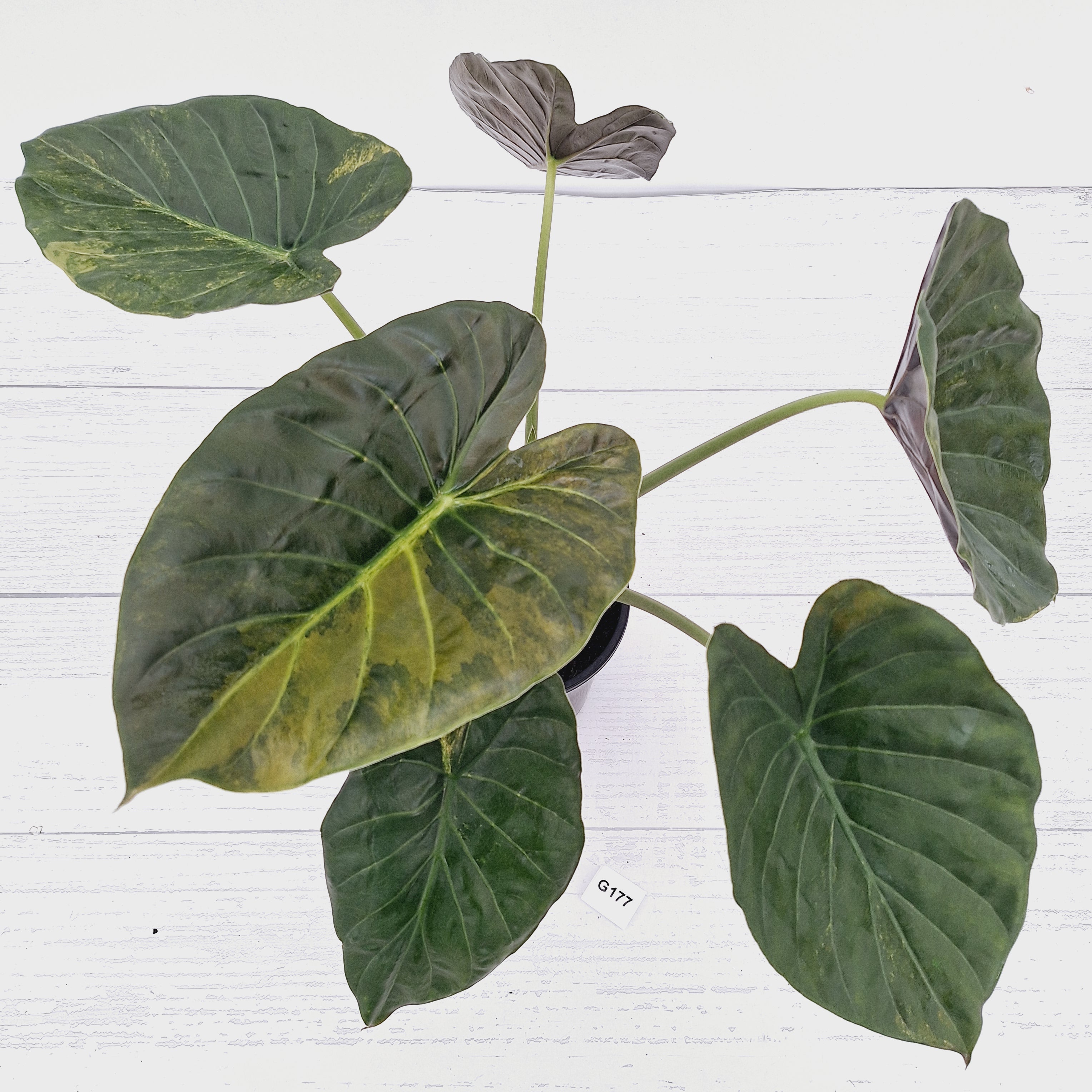 Alocasia ‘wentii’ Variegated
