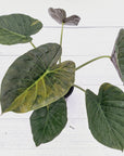 Alocasia ‘wentii’ Variegated