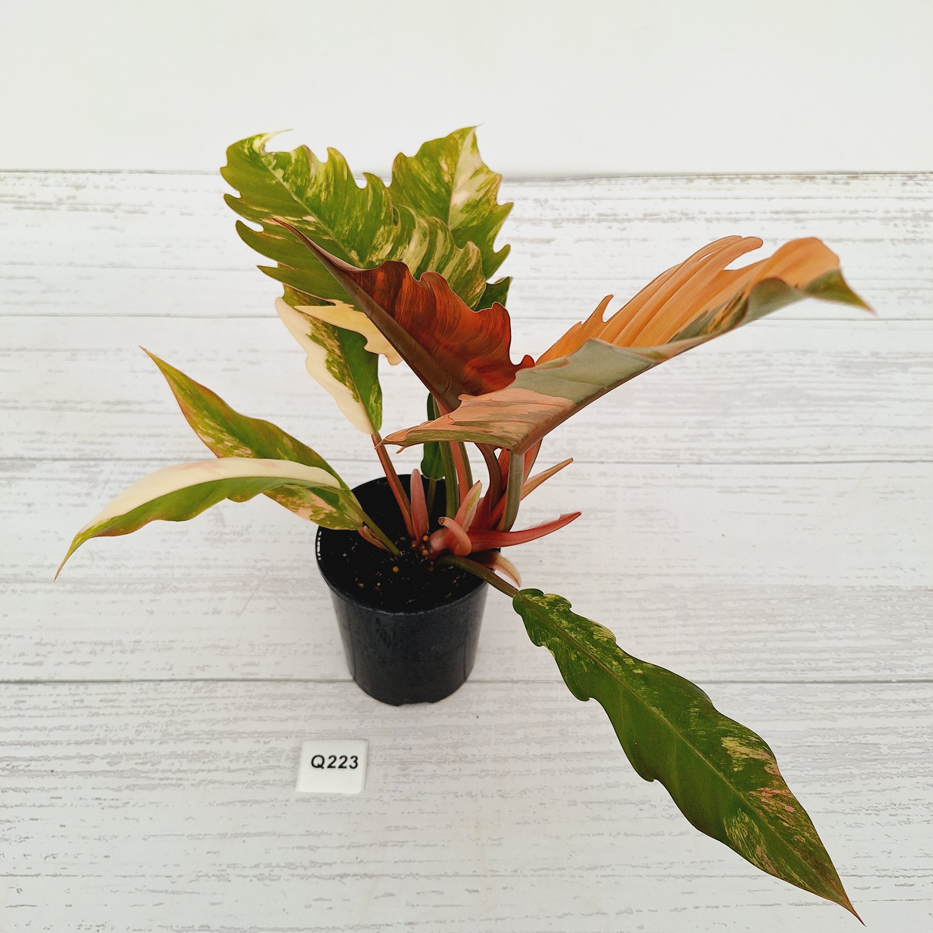 Philodendron serratum Caramel Marble