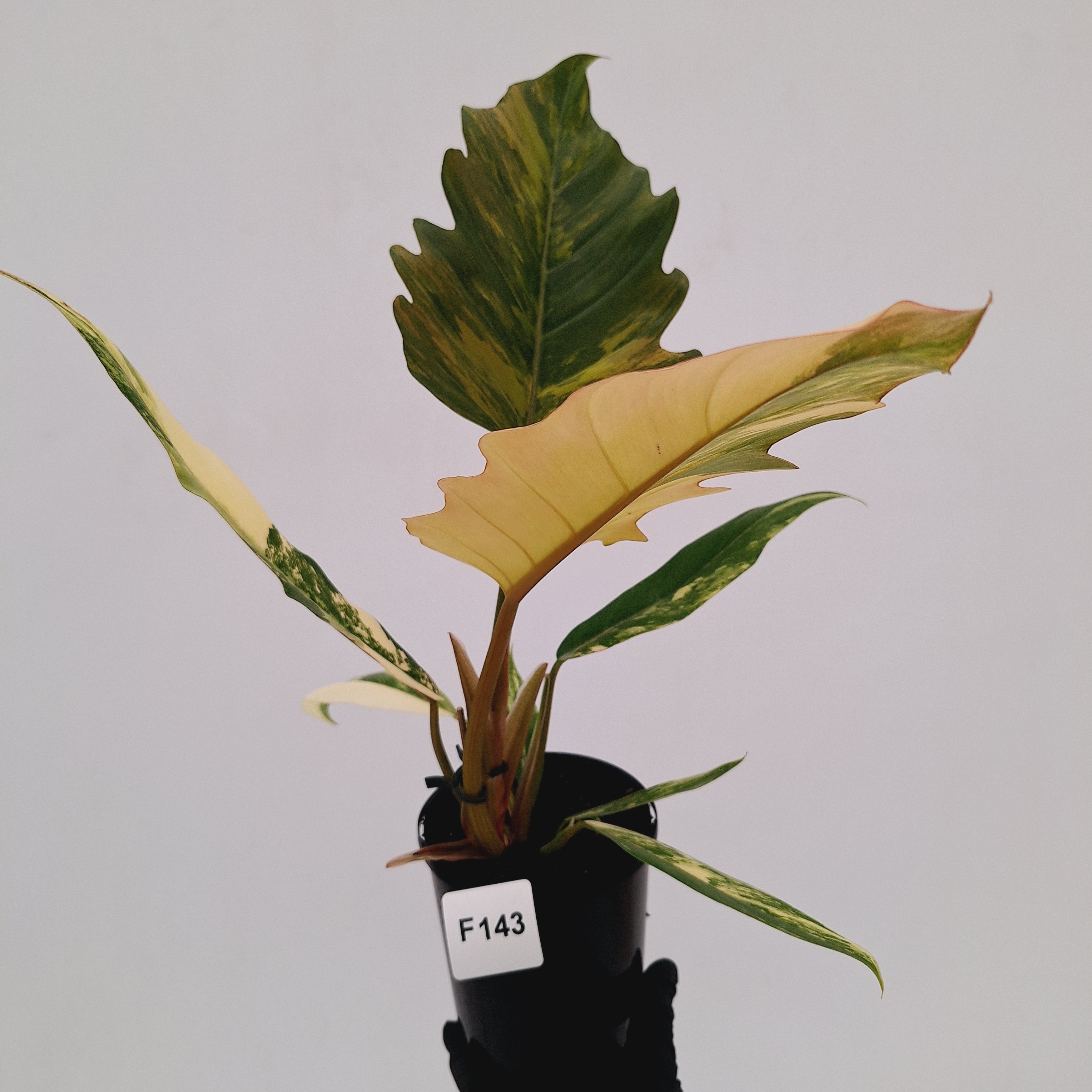 Philodendron serratum Caramel Marble