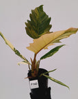 Philodendron serratum Caramel Marble