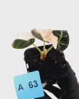 Alocasia reginula 'Black Velvet variegata'