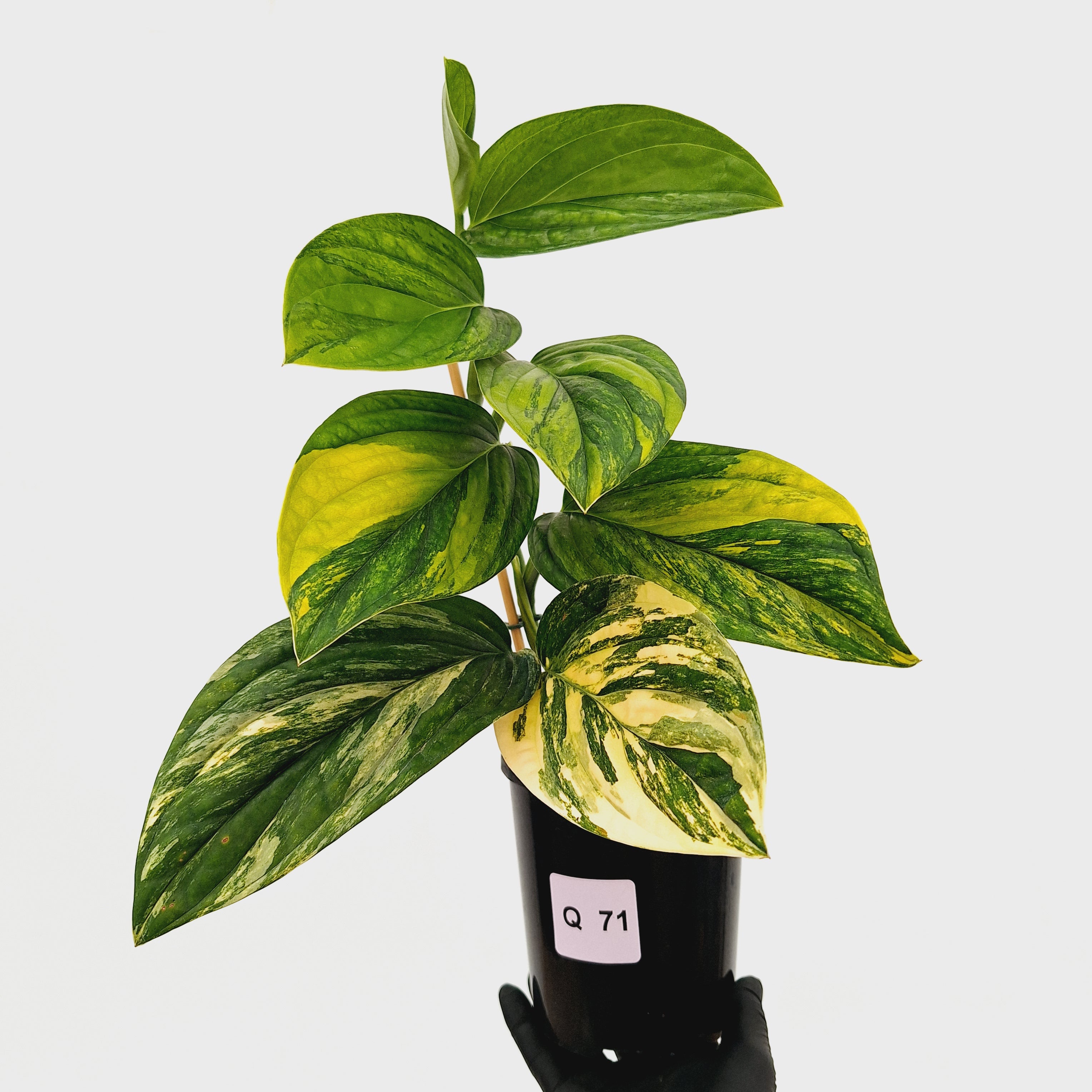 Monstera karstenianum &#39;Peru Variegata&#39;