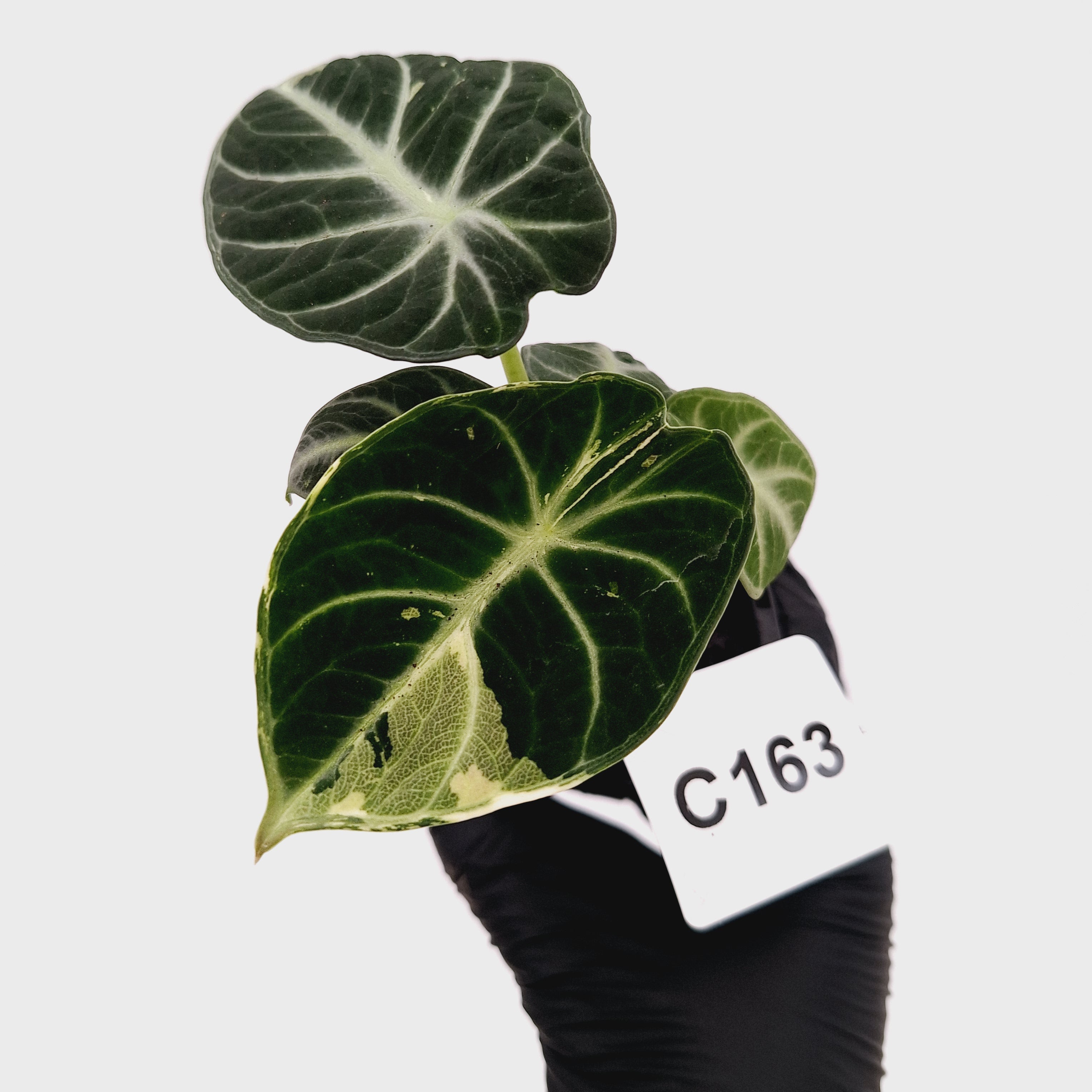 Alocasia reginula 'Ninja Variegata'