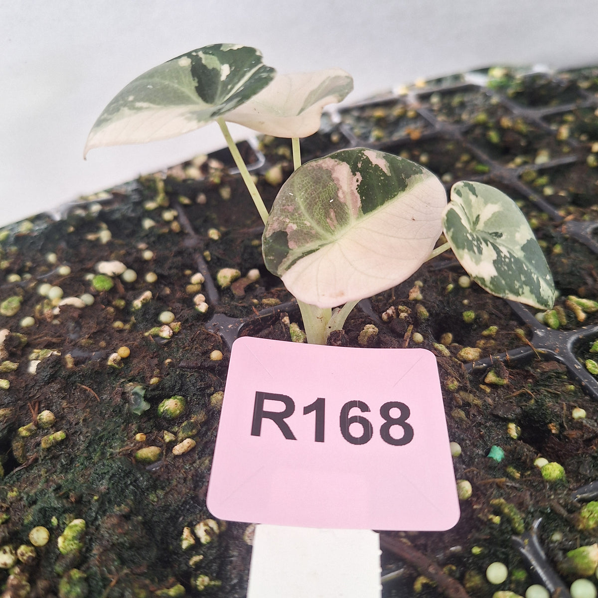 Alocasia reginula 'Black Velvet variegata' - Bare Bottom Baby